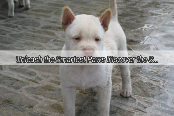 Unleash the Smartest Paws Discover the Secrets to Choosing a Dog That Will Be Your Unconditional Ally